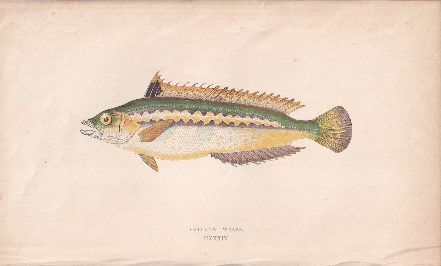 Rainbow Wrasse - original hand-coloured fish print by Jonathan Couch, 1862