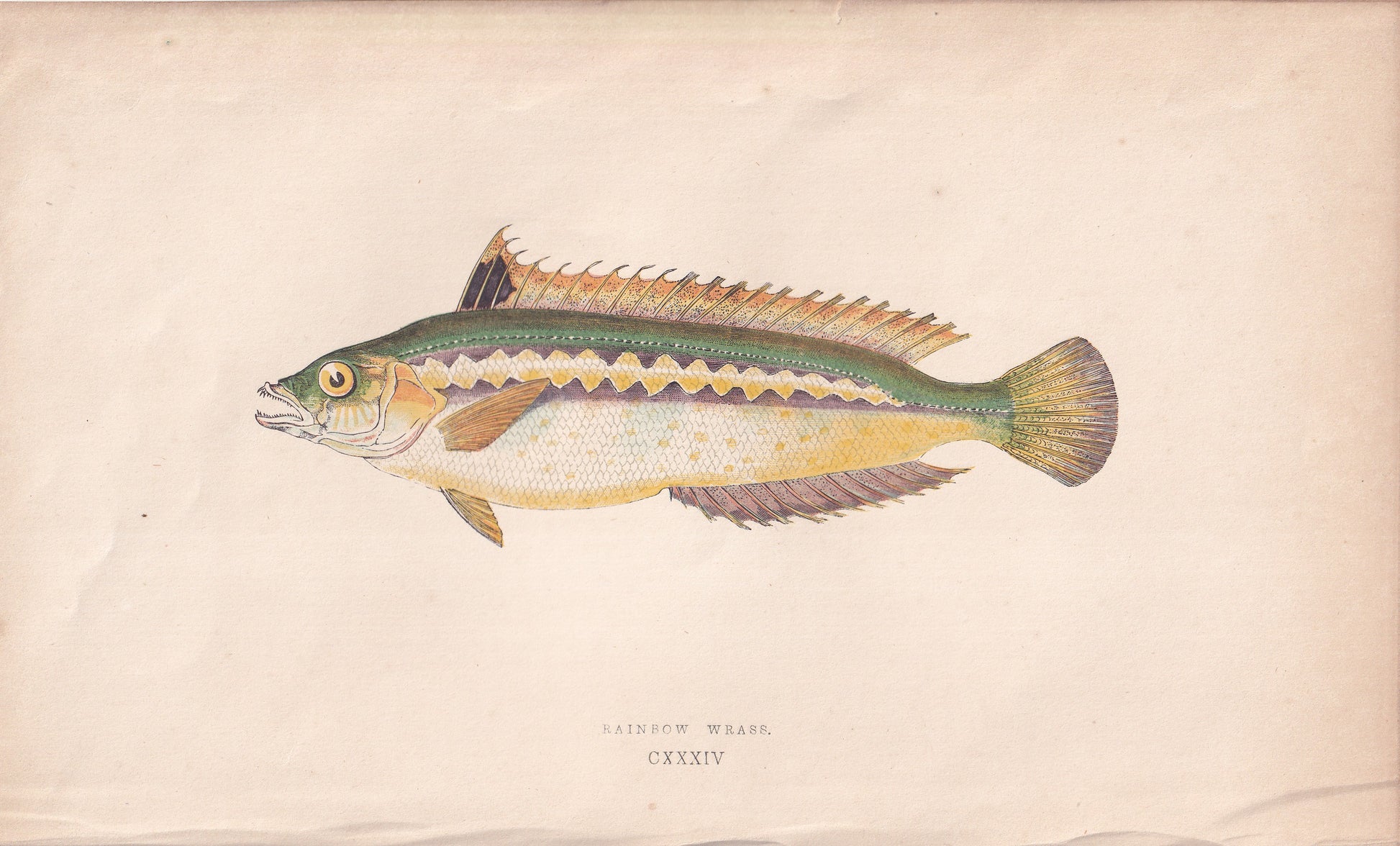 Rainbow Wrasse - original hand-coloured fish print by Jonathan Couch, 1862