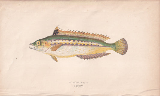 Rainbow Wrasse - original hand-coloured fish print by Jonathan Couch, 1862