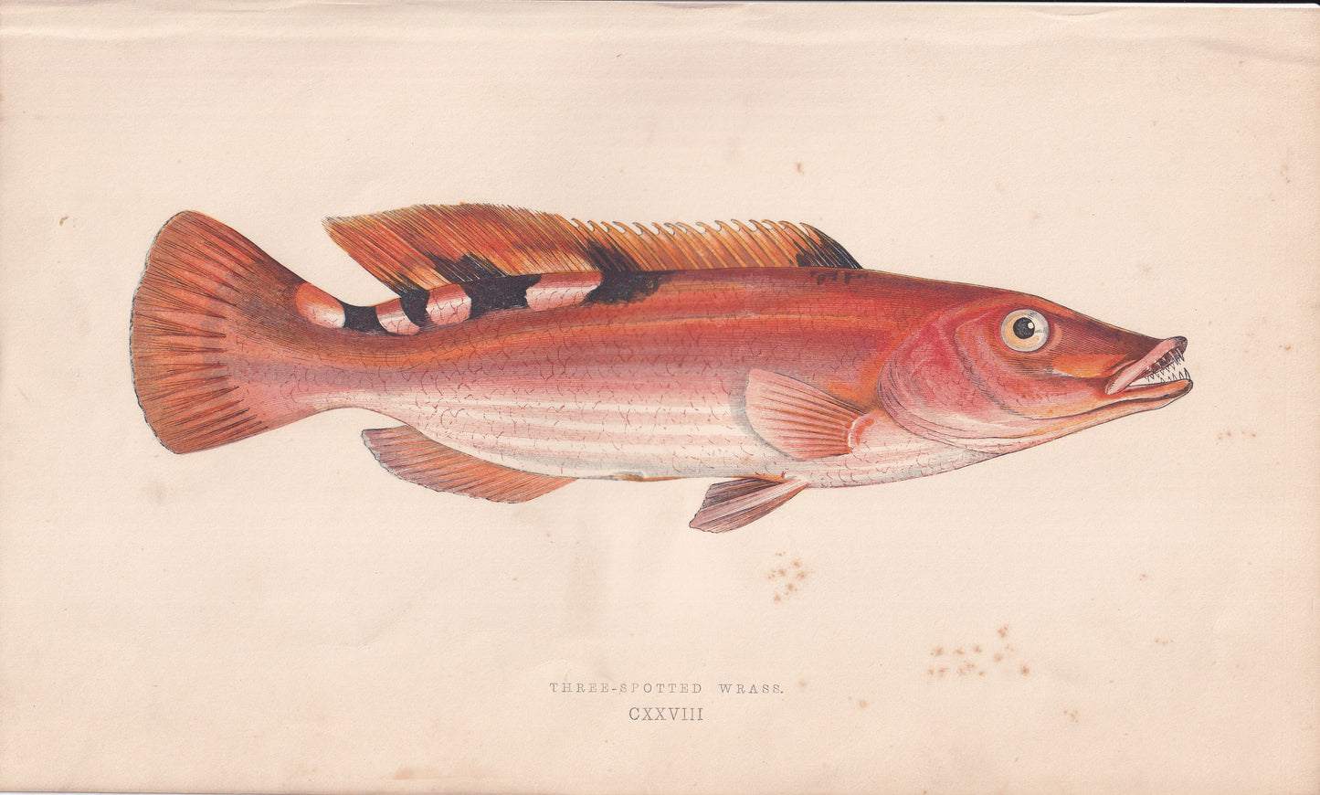 Three-Spotted Wrasse - original hand-coloured fish print by Jonathan Couch, 1862