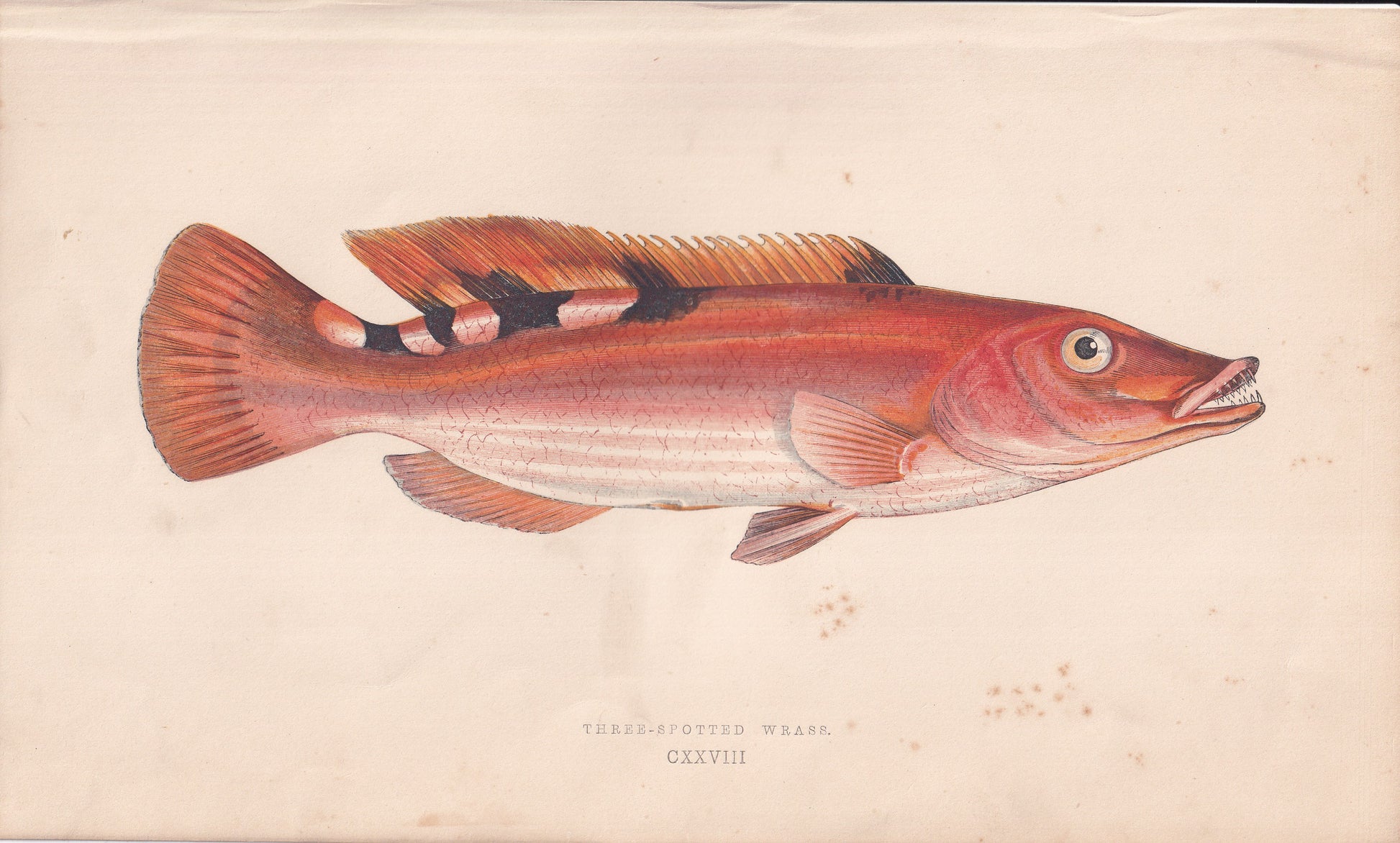 Three-Spotted Wrasse - original hand-coloured fish print by Jonathan Couch, 1862