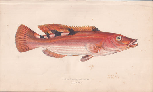 Three-Spotted Wrasse - original hand-coloured fish print by Jonathan Couch, 1862