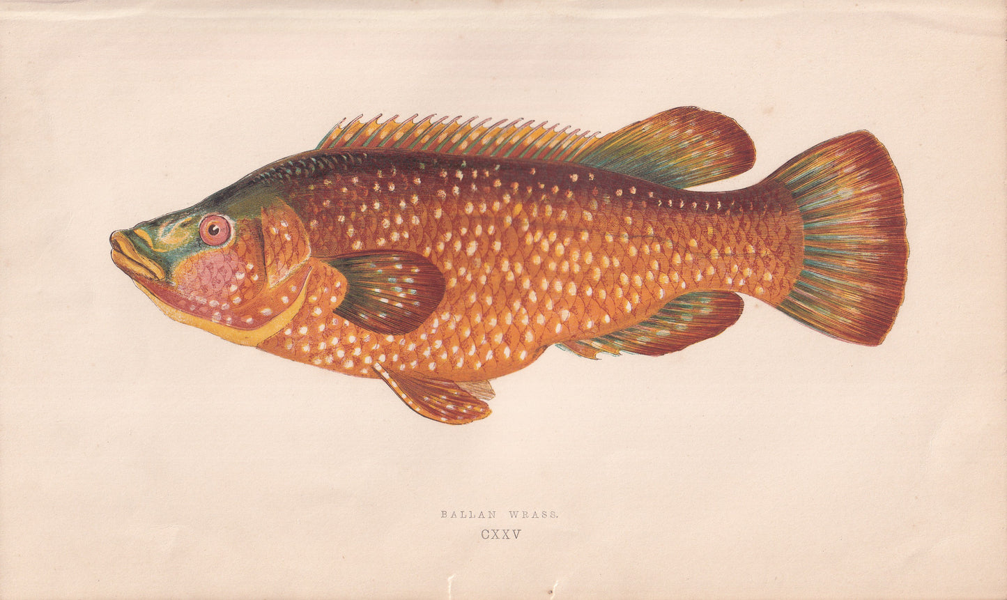 Ballan Wrasse - original hand-coloured fish print by Jonathan Couch, 1862