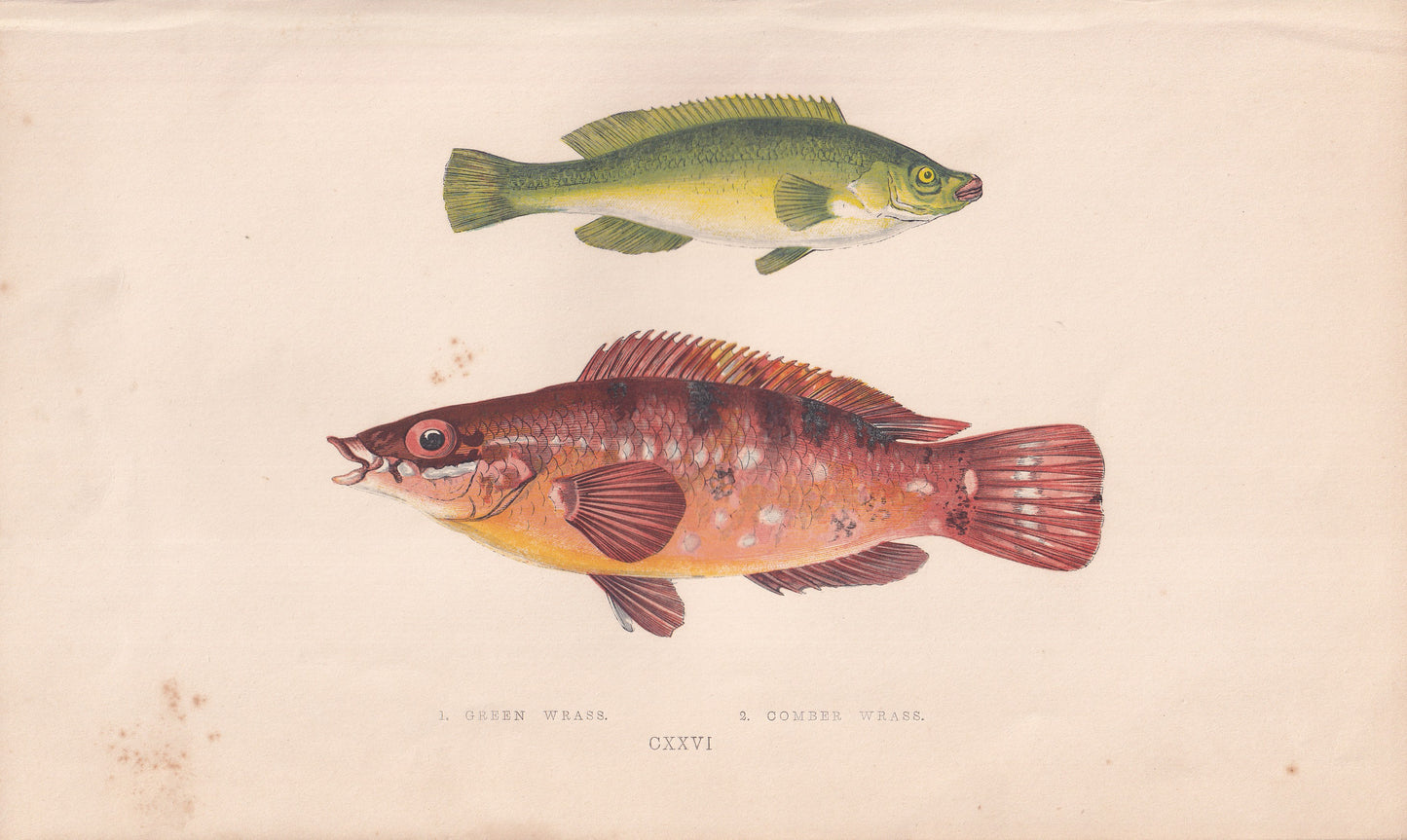 Green Wrasse & Comber Wrasse - original hand-coloured fish print by Jonathan Couch, 1862
