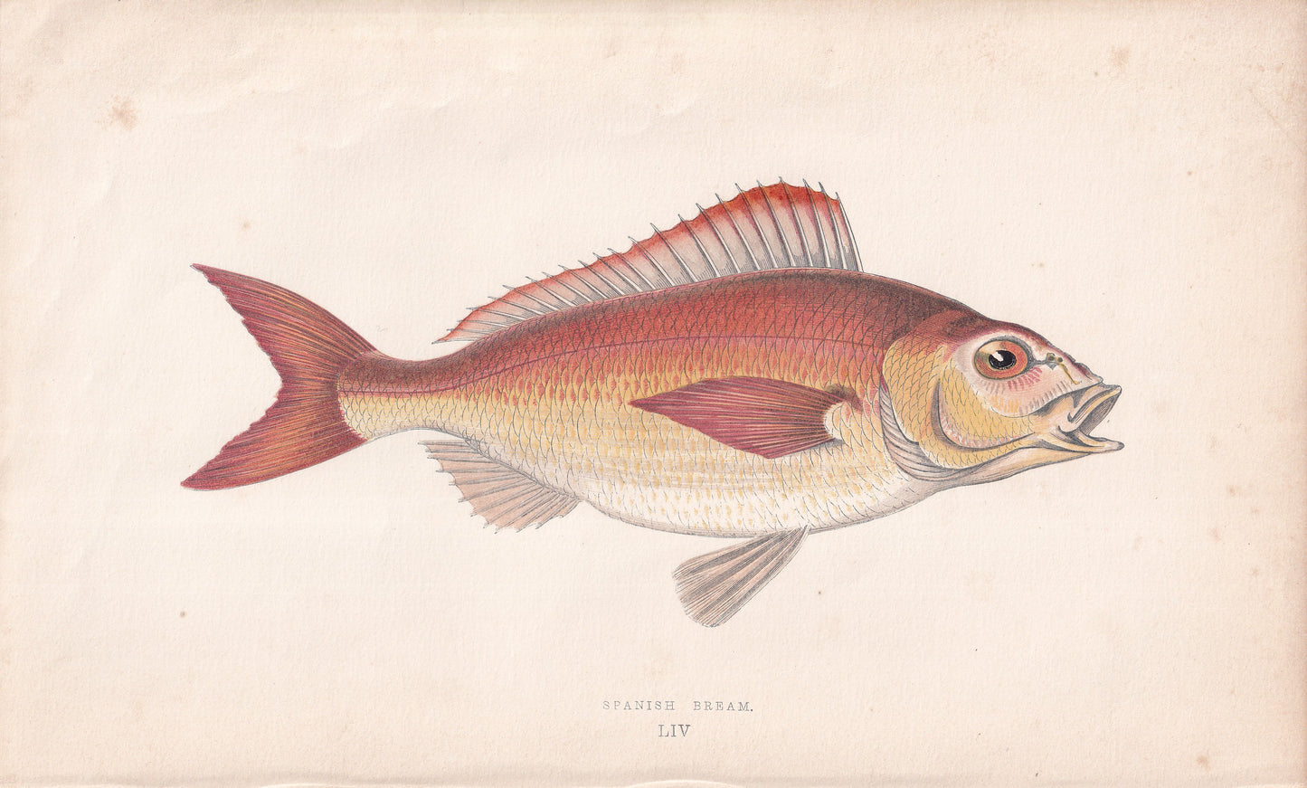 Spanish Bream - original hand-coloured fish print by Jonathan Couch, 1862