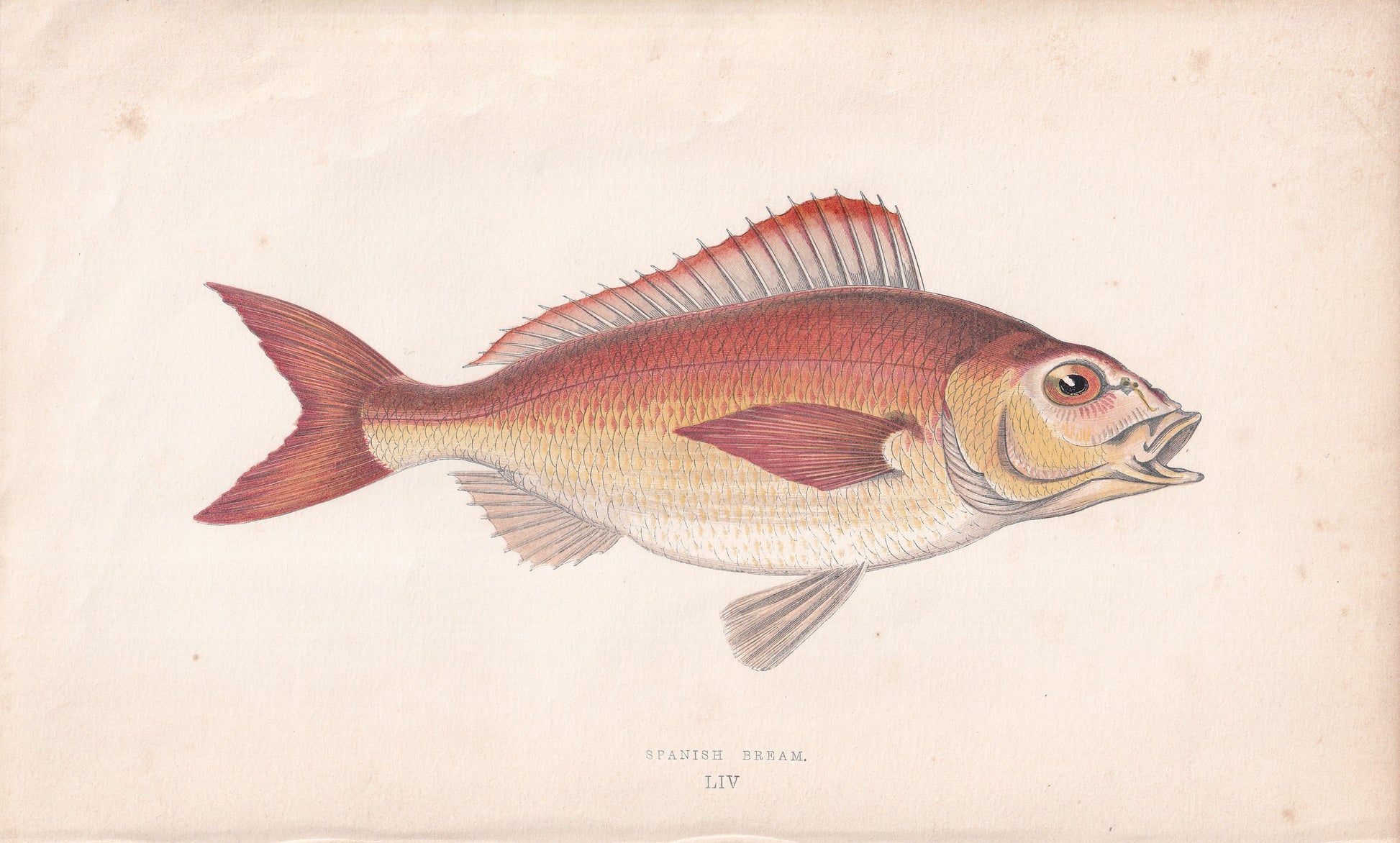 Spanish Bream - original hand-coloured fish print by Jonathan Couch, 1862