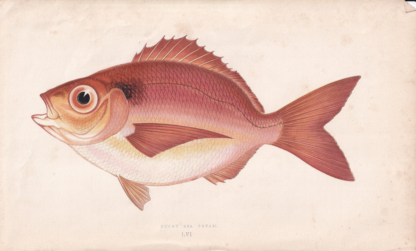 Short Sea Bream - original hand-coloured fish print by Jonathan Couch, 1862