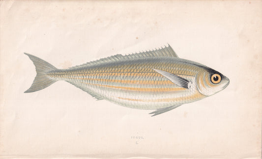 Bogue - original hand-coloured fish print by Jonathan Couch, 1862