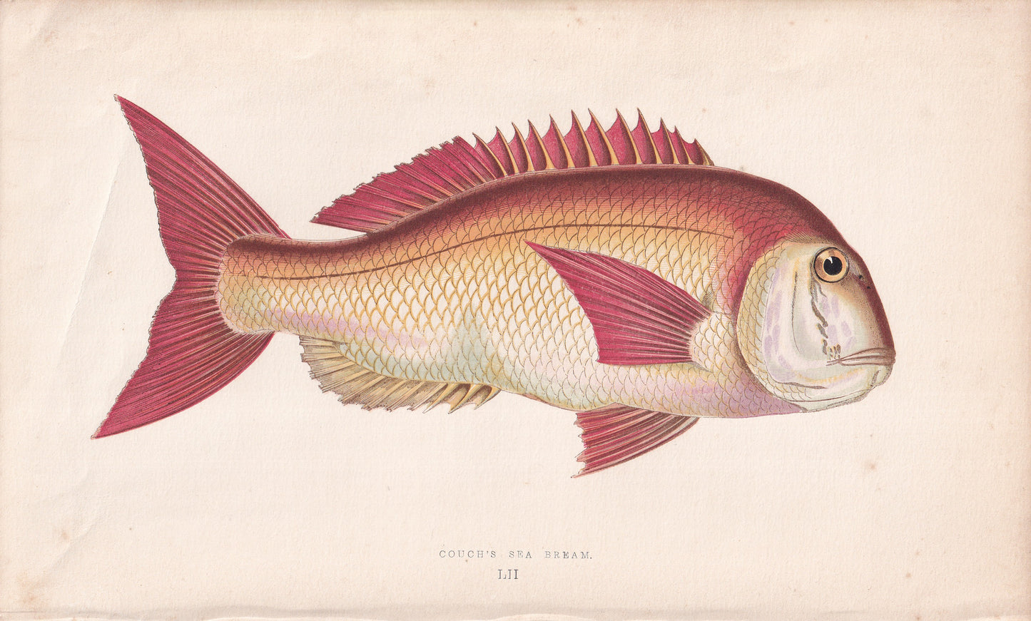 Couch's Sea Bream - original hand-coloured fish print by Jonathan Couch, 1862
