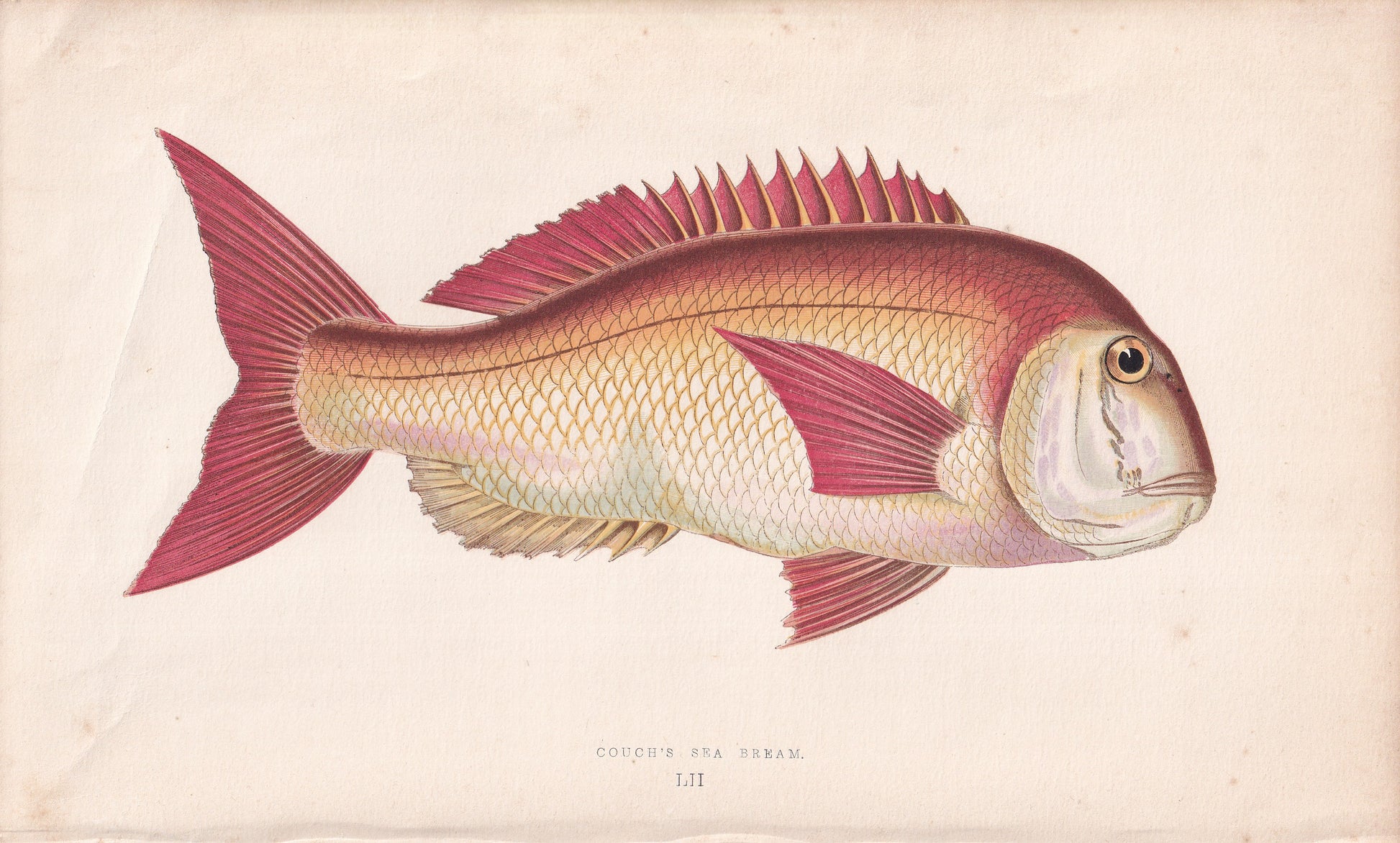 Couch's Sea Bream - original hand-coloured fish print by Jonathan Couch, 1862