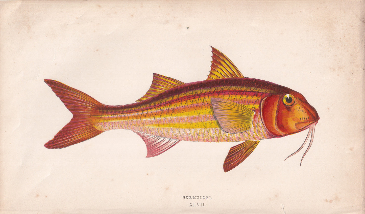 Surmullet - original hand-coloured fish print by Jonathan Couch, 1862