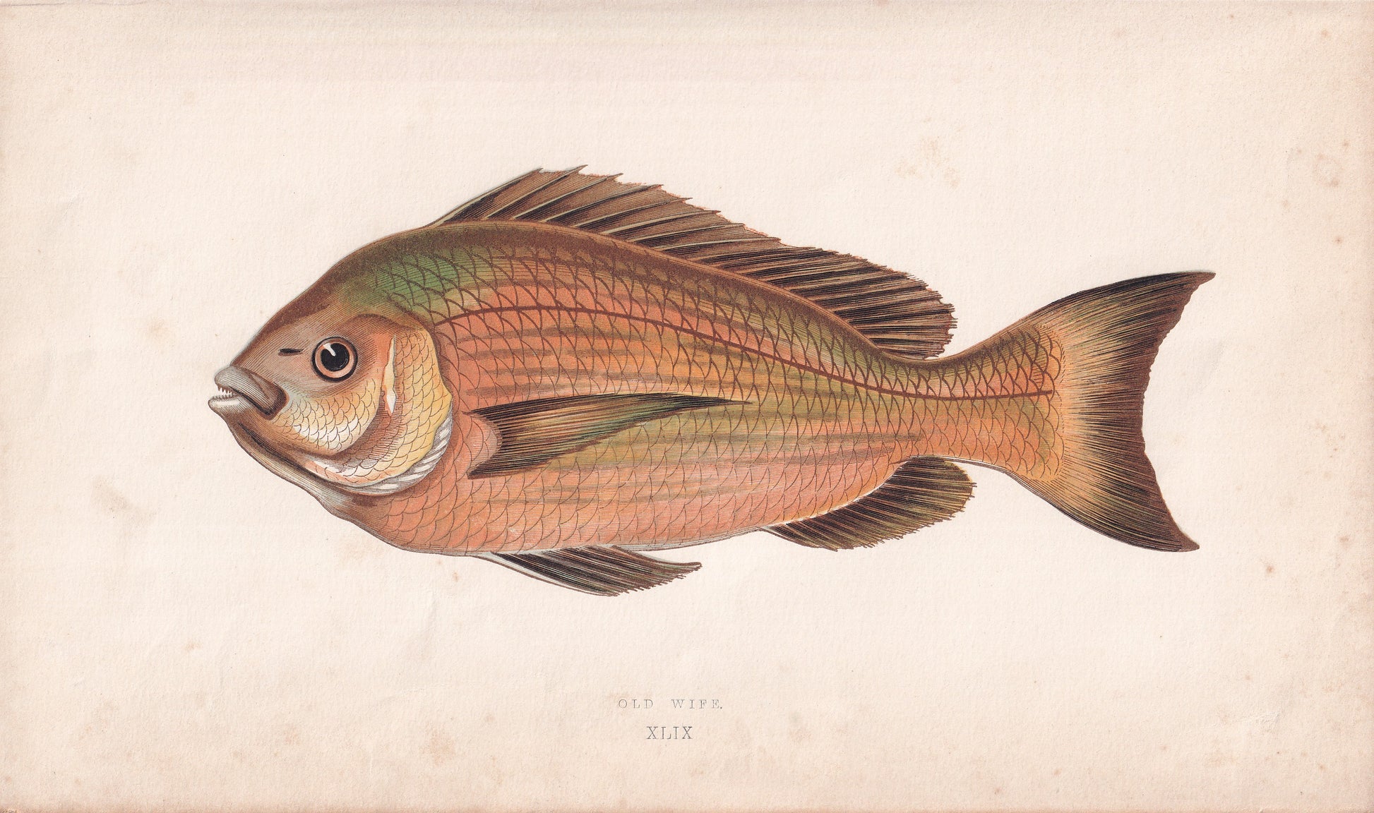 Old Wife - original hand-coloured fish print by Jonathan Couch, 1862