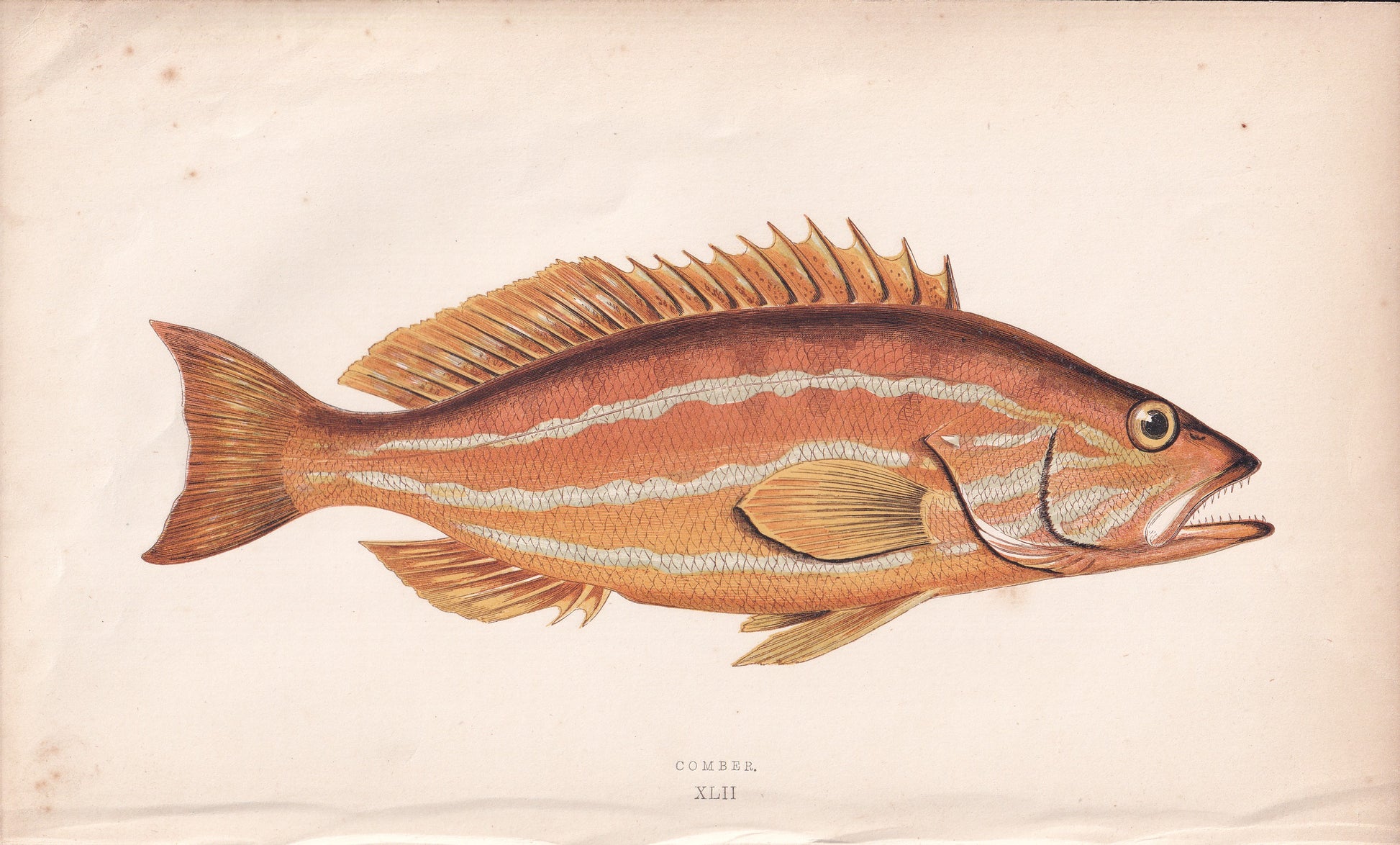 Comber - original hand-coloured fish print by Jonathan Couch, 1862