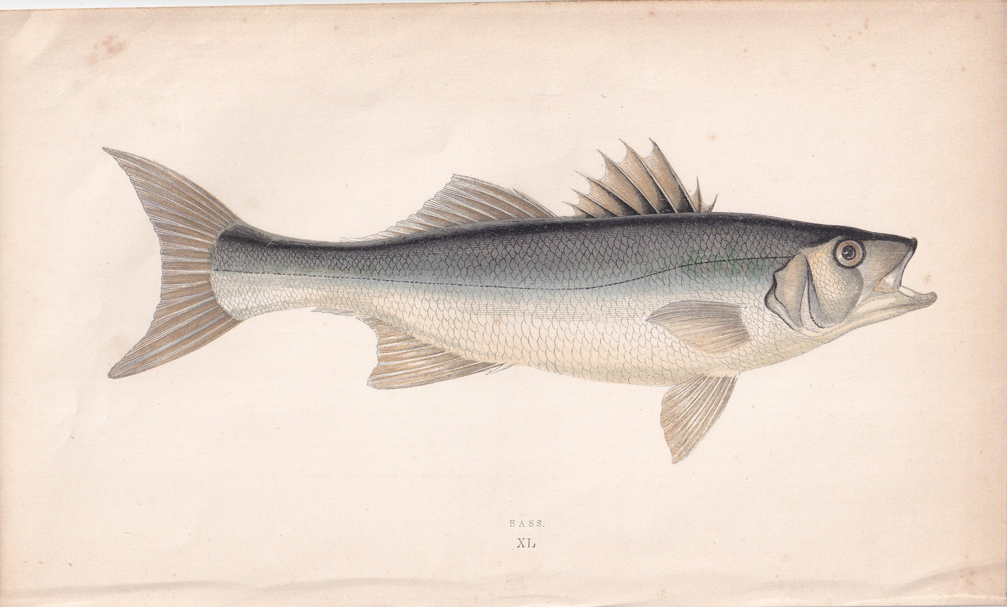 Bass - original hand-coloured fish print by Jonathan Couch, 1862