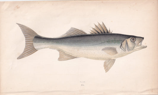 Bass - original hand-coloured fish print by Jonathan Couch, 1862