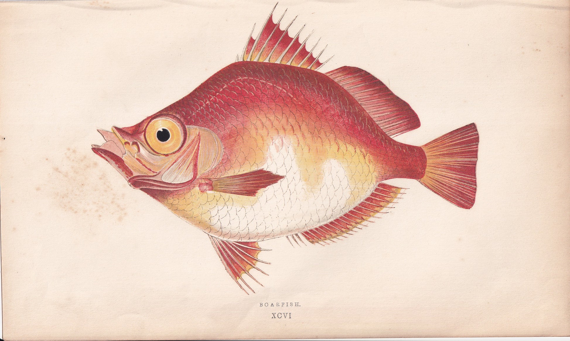 Erythrinus - Red Variety - original hand-coloured fish print by Jonathan Couch, 1862