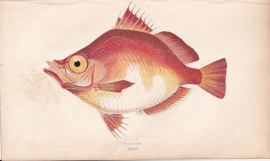 Erythrinus - Red Variety - original hand-coloured fish print by Jonathan Couch, 1862