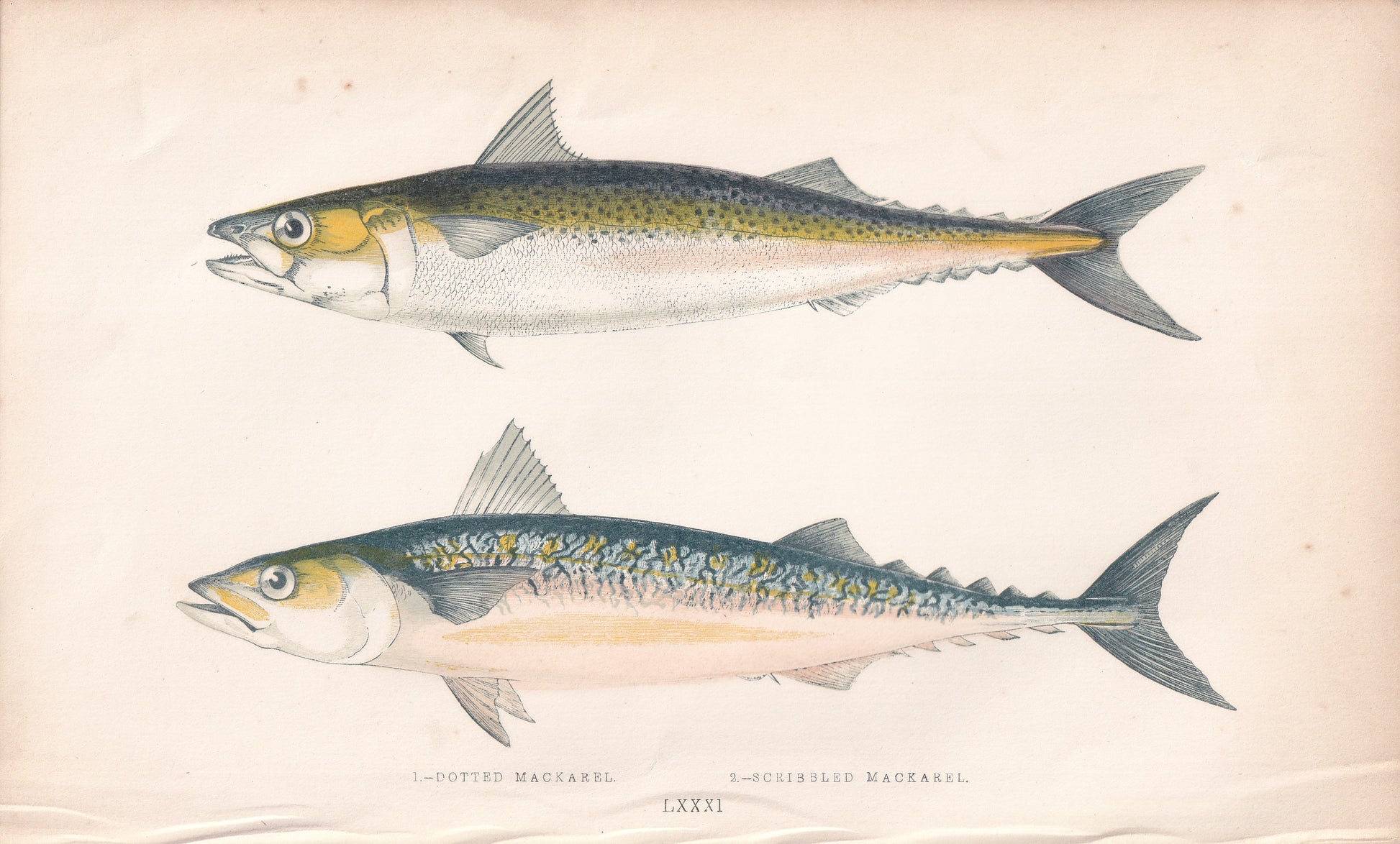 Dotted Mackerel & Scribbled Mackerel - original hand-coloured fish print by Jonathan Couch, 1862