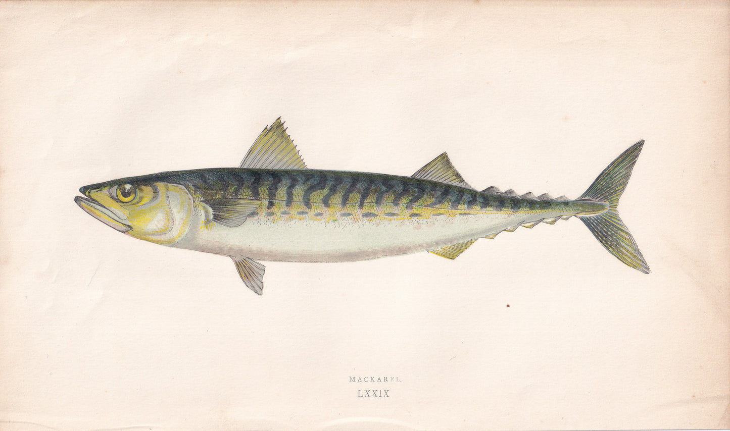 Mackerel - original hand-coloured fish print by Jonathan Couch, 1862