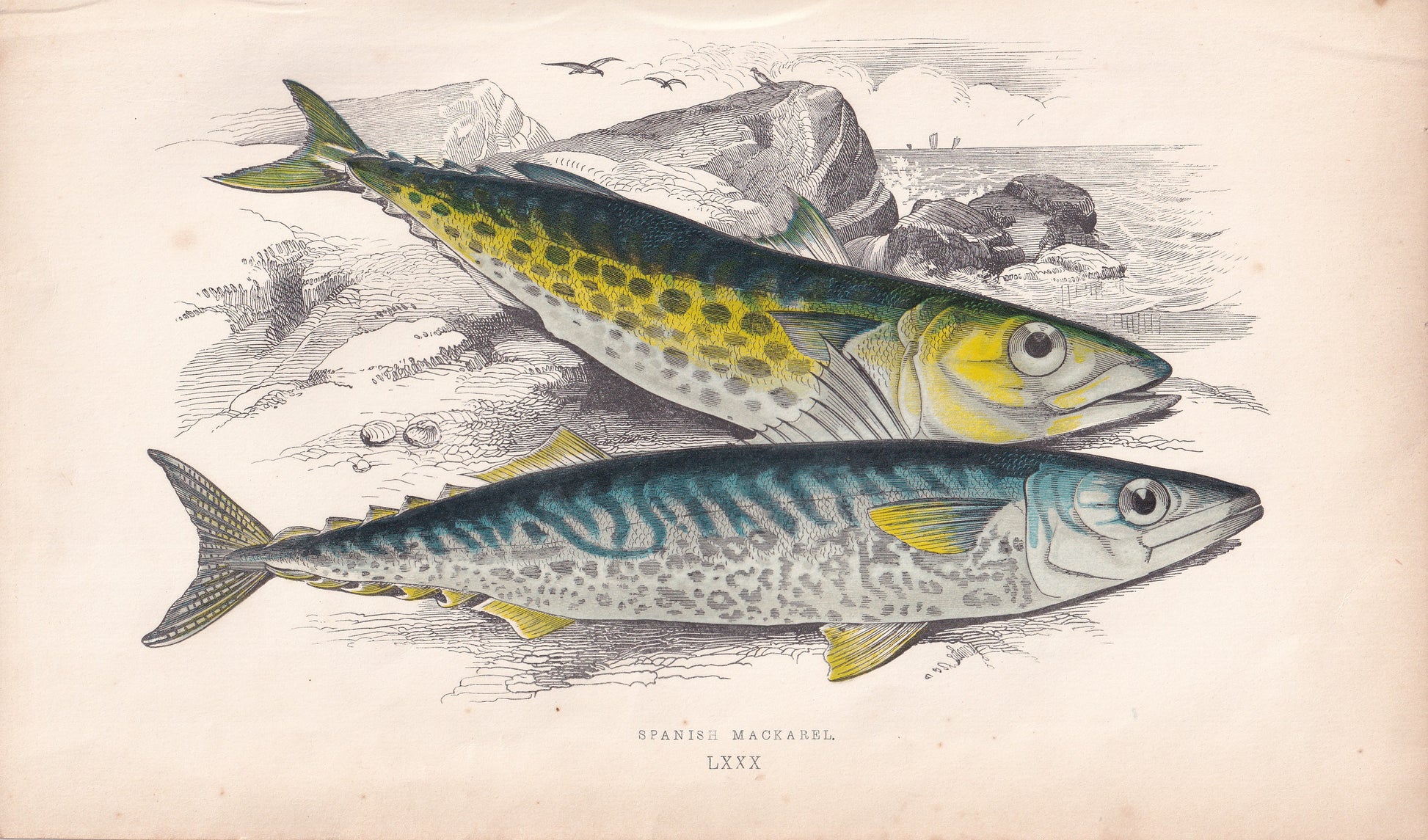Spanish Mackerel - original hand-coloured fish print by Jonathan Couch, 1862