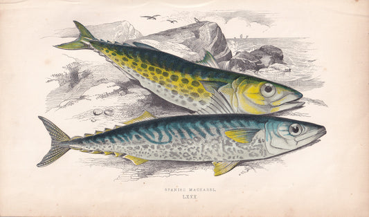Spanish Mackerel - original hand-coloured fish print by Jonathan Couch, 1862