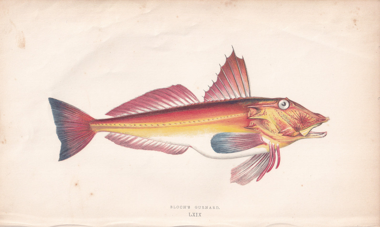 Bloch's Gurnard - original hand-coloured fish print by Jonathan Couch, 1862