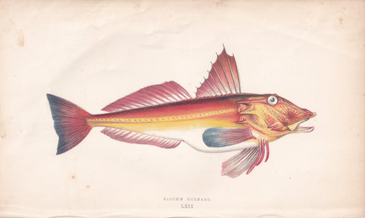 Bloch's Gurnard - original hand-coloured fish print by Jonathan Couch, 1862