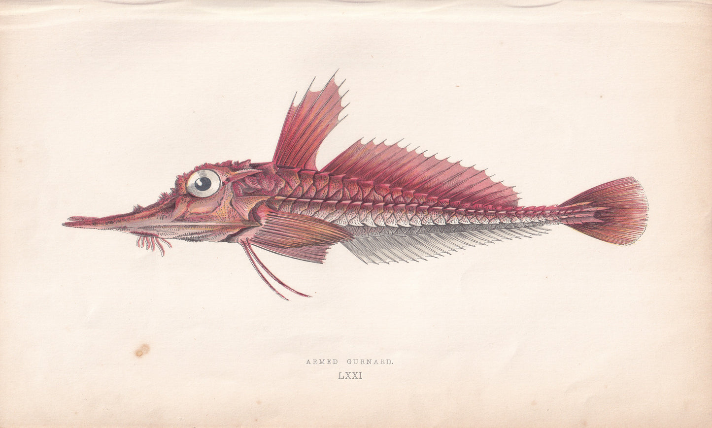 Armed Gurnard - original hand-coloured fish print by Jonathan Couch, 1862
