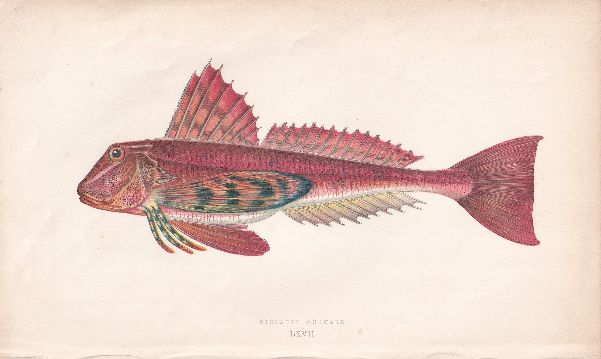 Streaked Gurnard - original hand-coloured fish print by Jonathan Couch, 1862