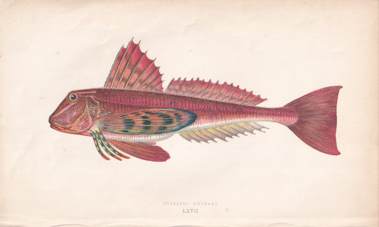 Streaked Gurnard - original hand-coloured fish print by Jonathan Couch, 1862