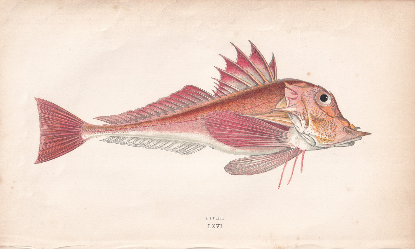 Piper - original hand-coloured fish print by Jonathan Couch, 1862