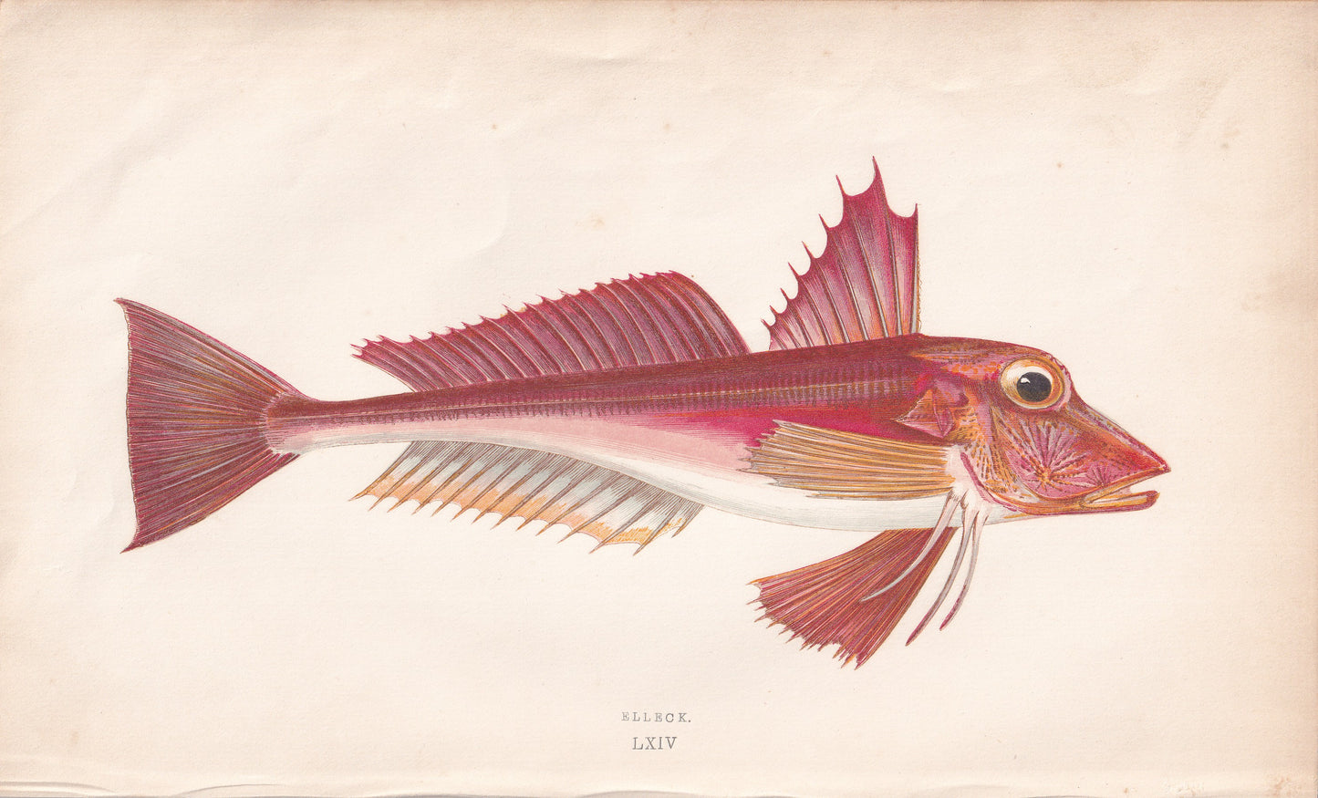 Ellick - original hand-coloured fish print by Jonathan Couch, 1862