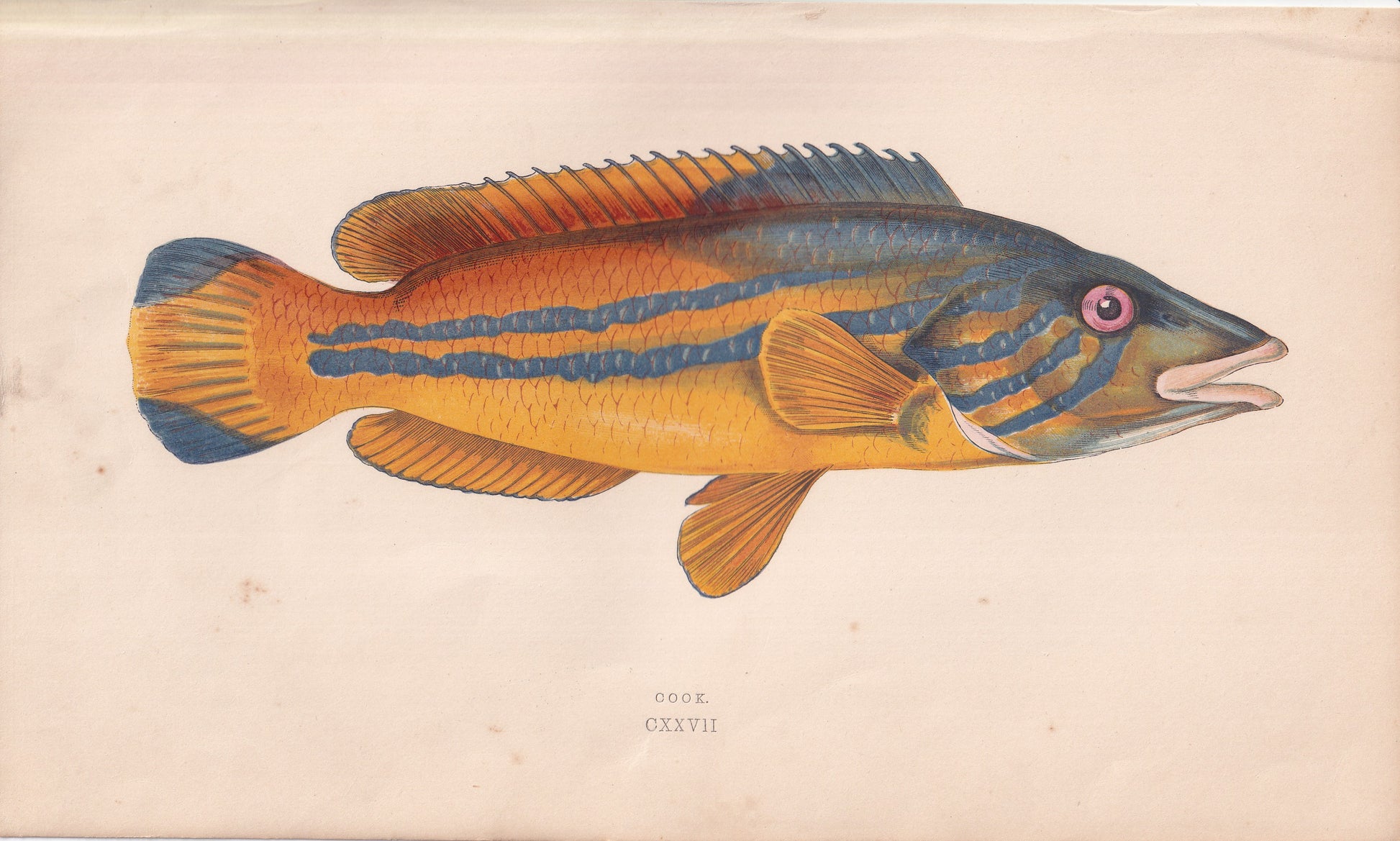 Cook - original hand-coloured fish print by Jonathan Couch, 1862
