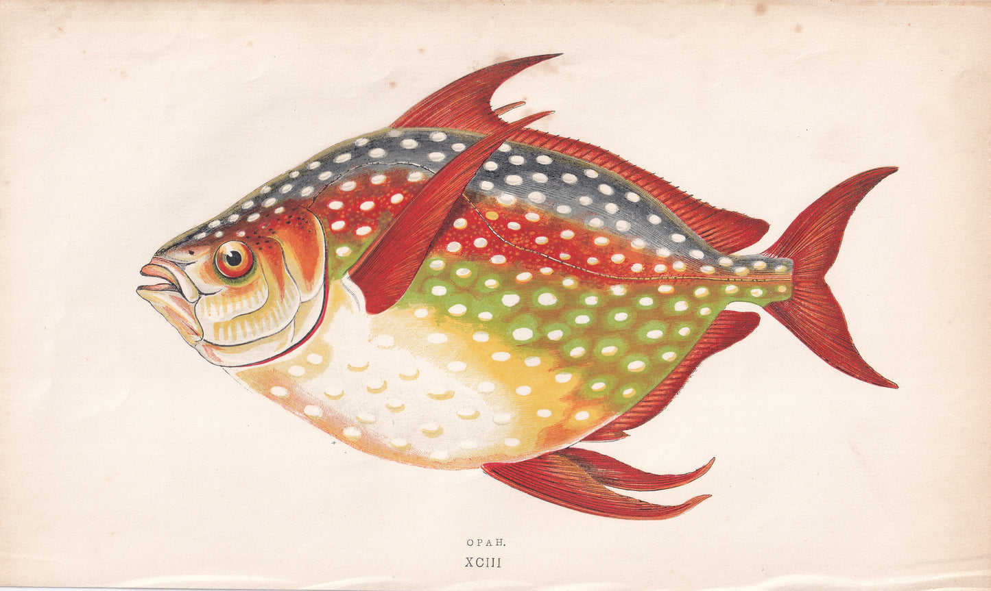 Opah - original hand-coloured fish print by Jonathan Couch, 1862
