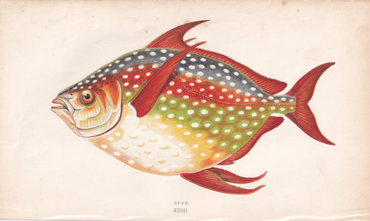 Opah - original hand-coloured fish print by Jonathan Couch, 1862
