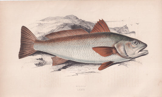 Sciaena