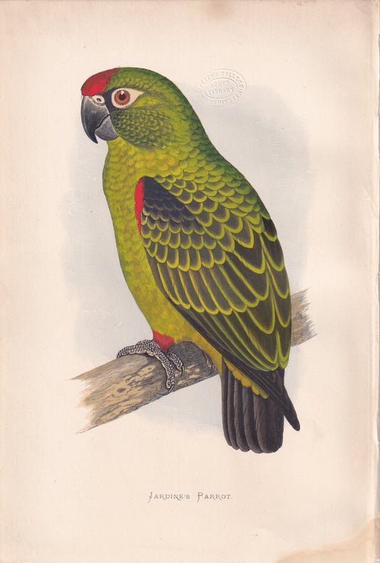 Jardines Parrot