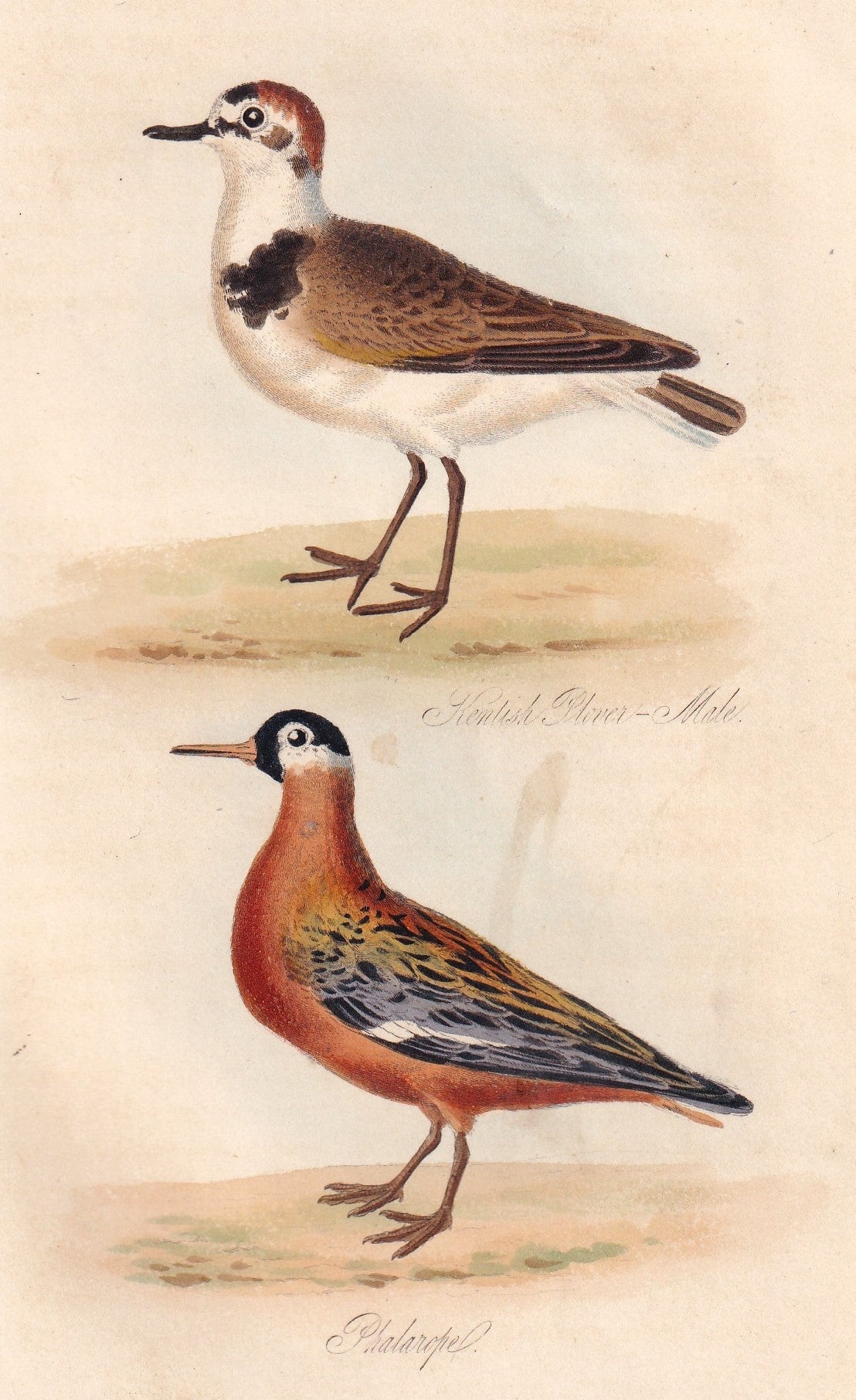 Kentish Plover Male and Phalarope