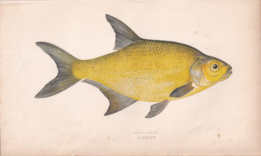 Lake Bream