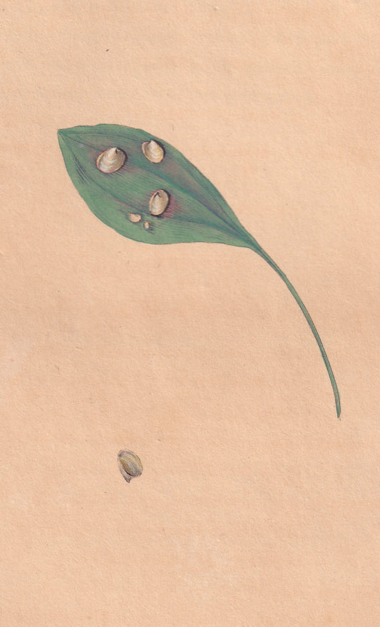 Lake Limpet