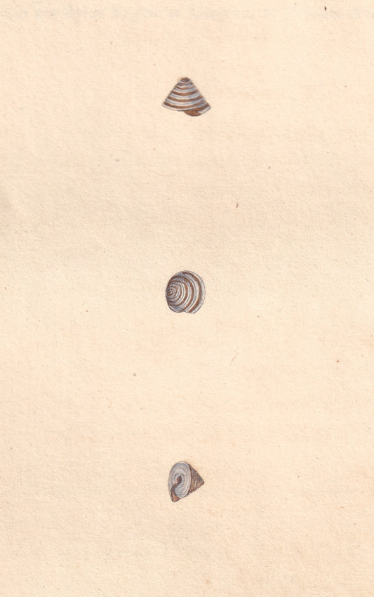 Land Top Shell