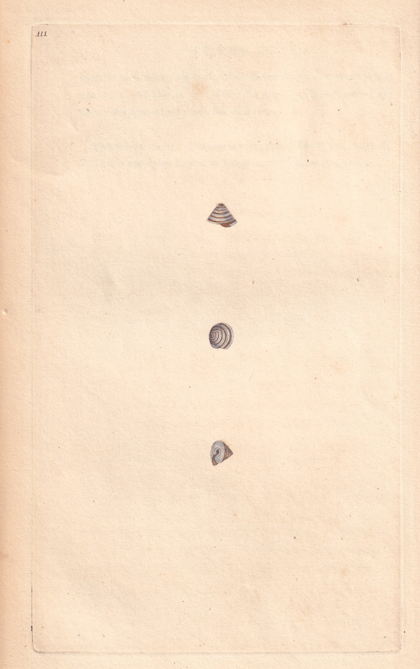 Land Top Shell
