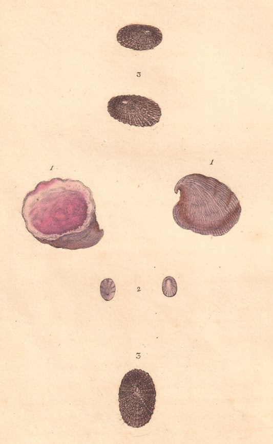 Large Fool's Cap