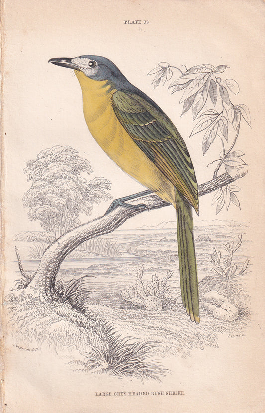 Large Grey Headed Bush Shrike