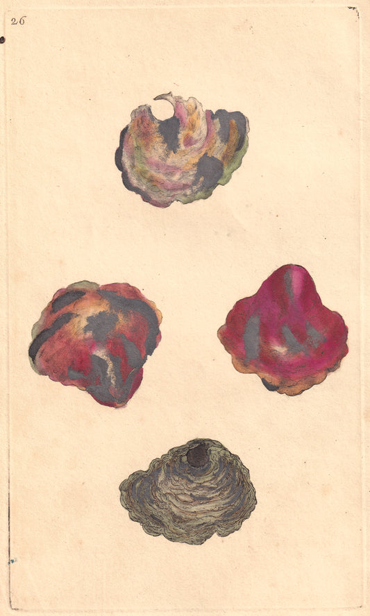 Larger Or Onion-Peel Anomia