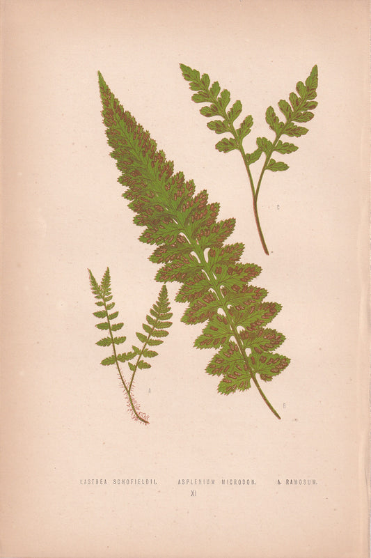 Lastrea Schofieldii