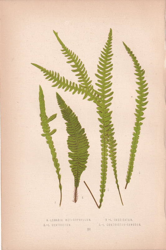 Lomaria Heterophyllum