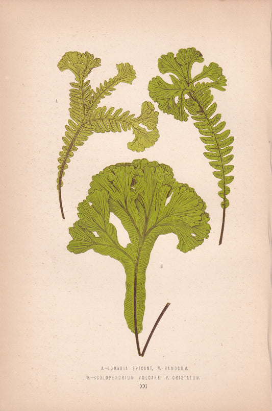 Lomaria Spicant, V Ramosum