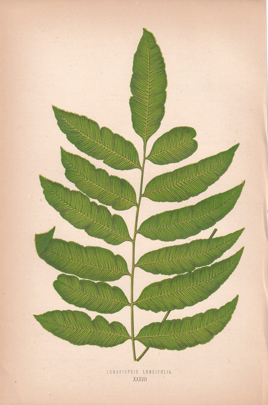 Lomariopsis Longifolia