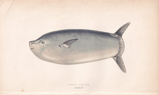 Longer Sunfish